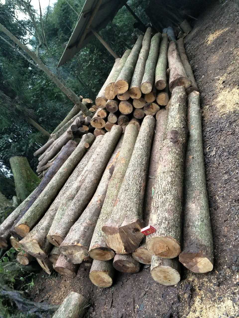 金丝楠木