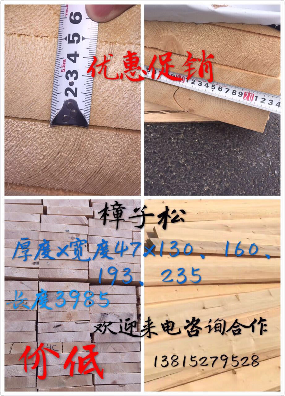 樟子松