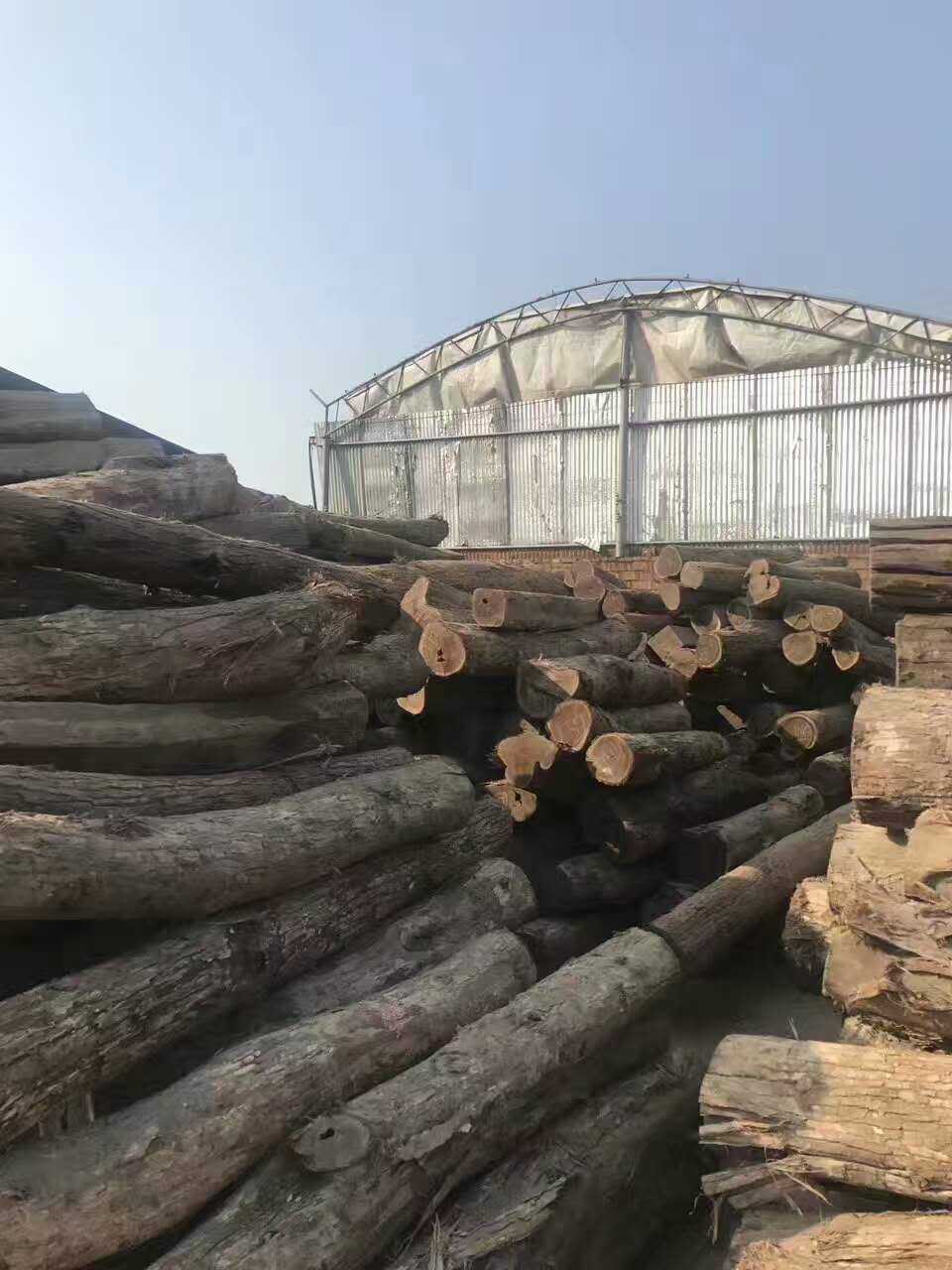 墨西哥黄金檀木