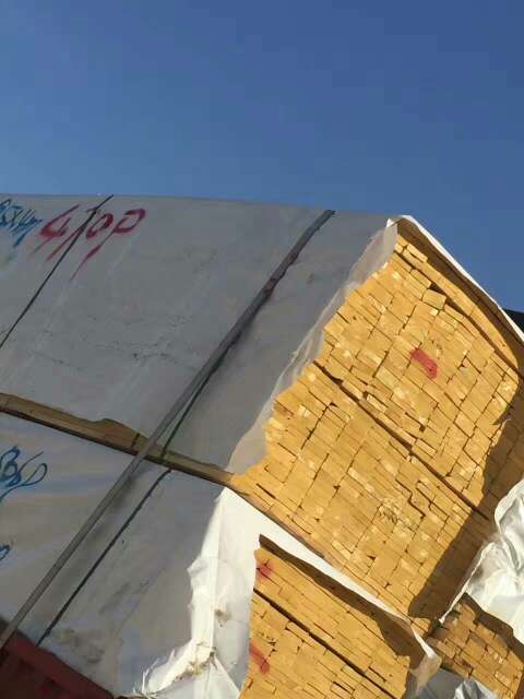 德国云杉