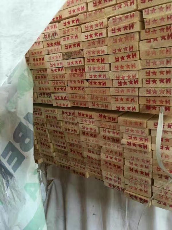 供应俄罗斯樟子松