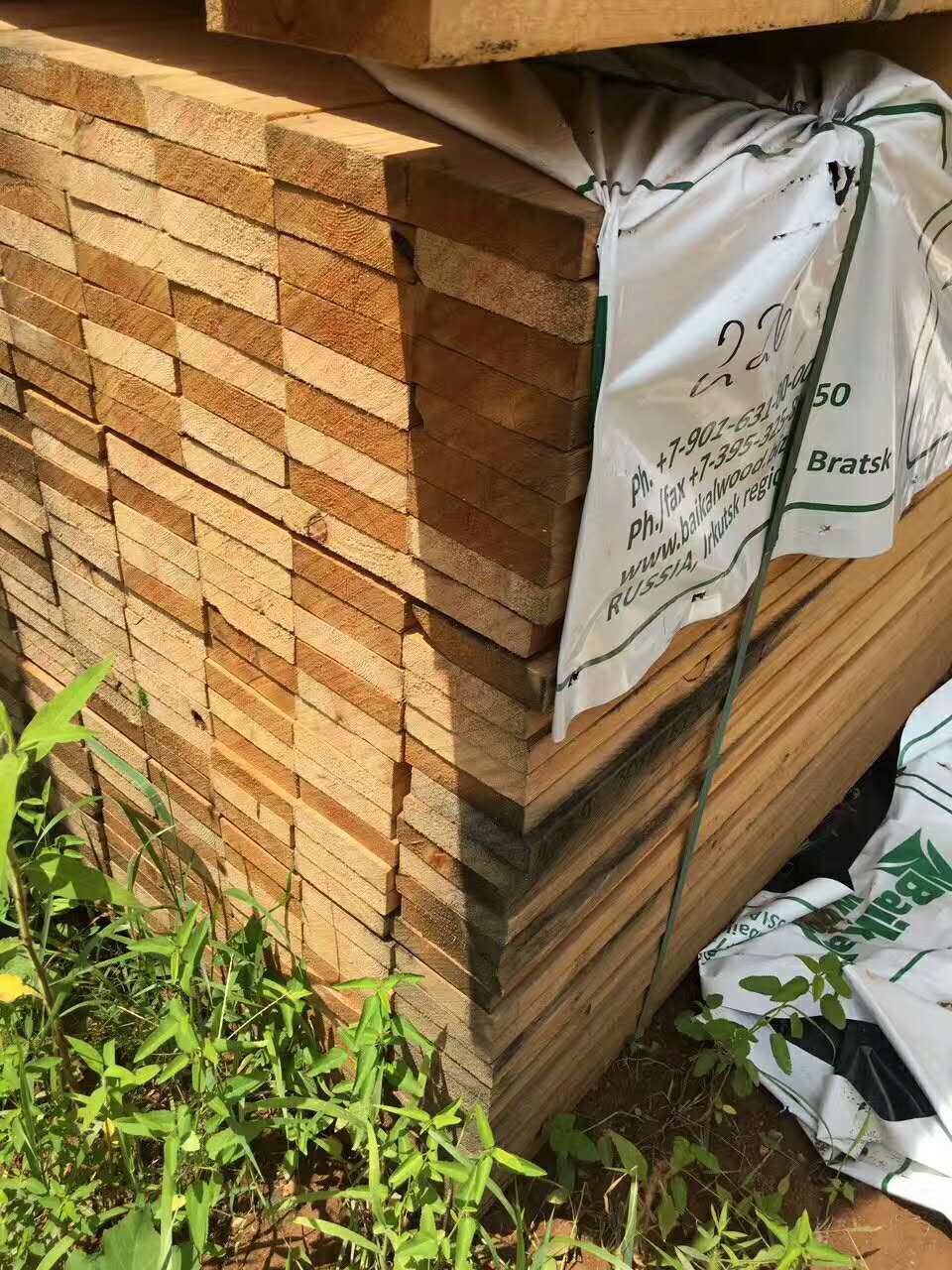 供应BAIKAL樟子松