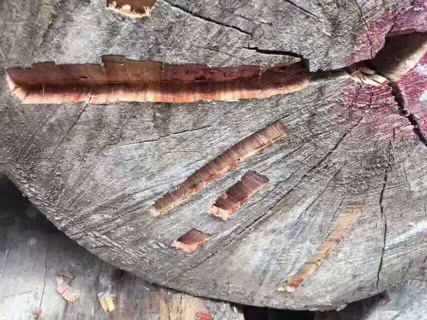 供应刚果黑酸枝