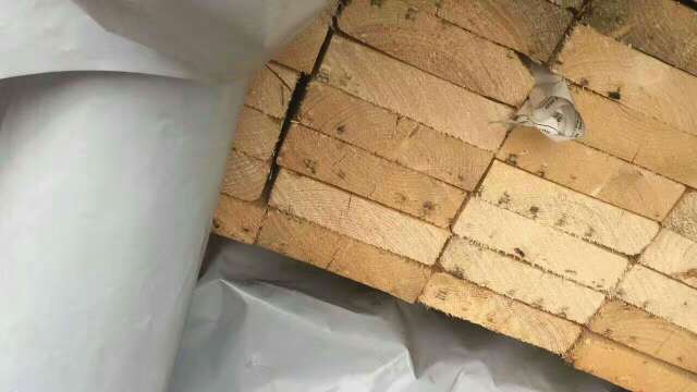 哈撒云杉