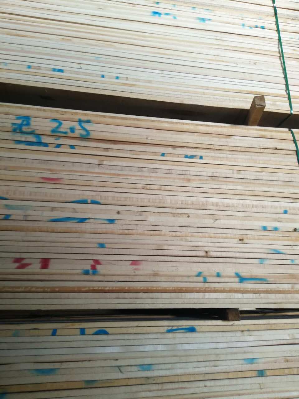 小结樟子松