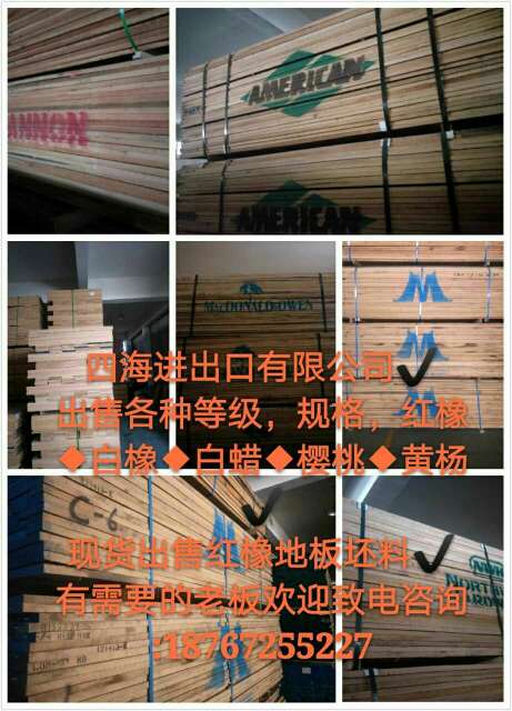 美国北部红橡