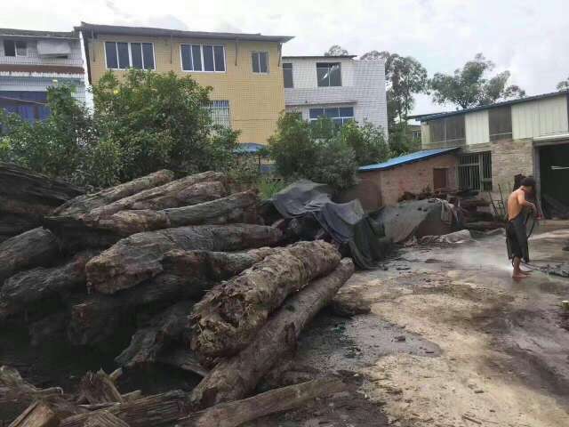 金丝楠阴沉木
