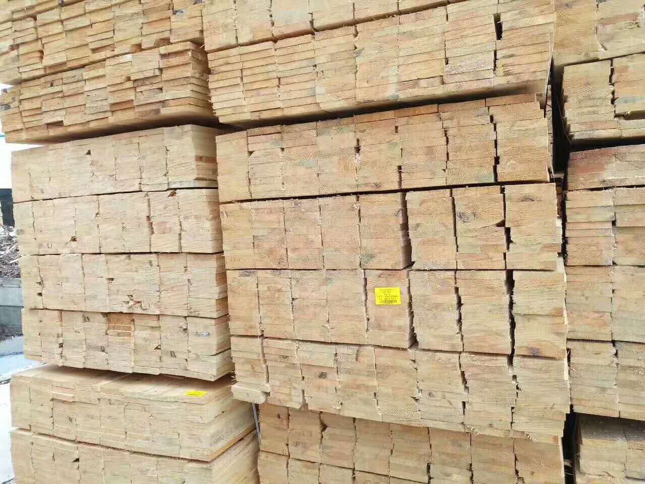供应乌克兰樟子松