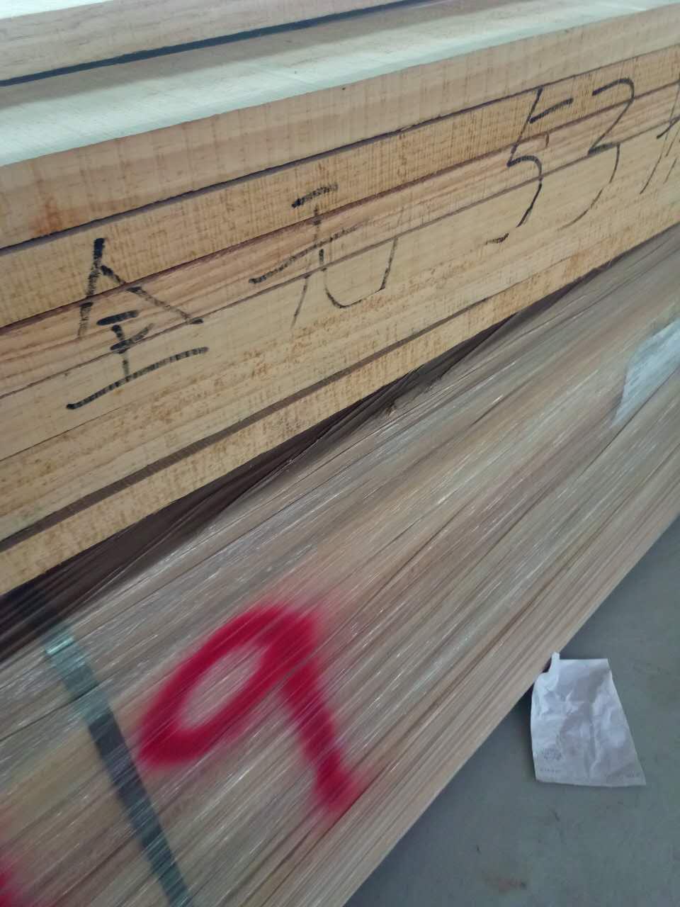 无节辐射松