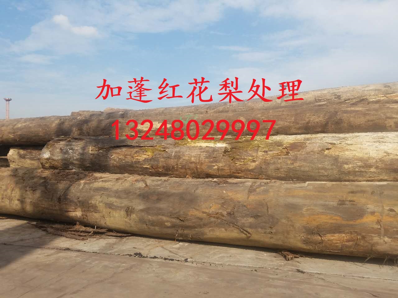 非洲加蓬红花梨原木特价处理