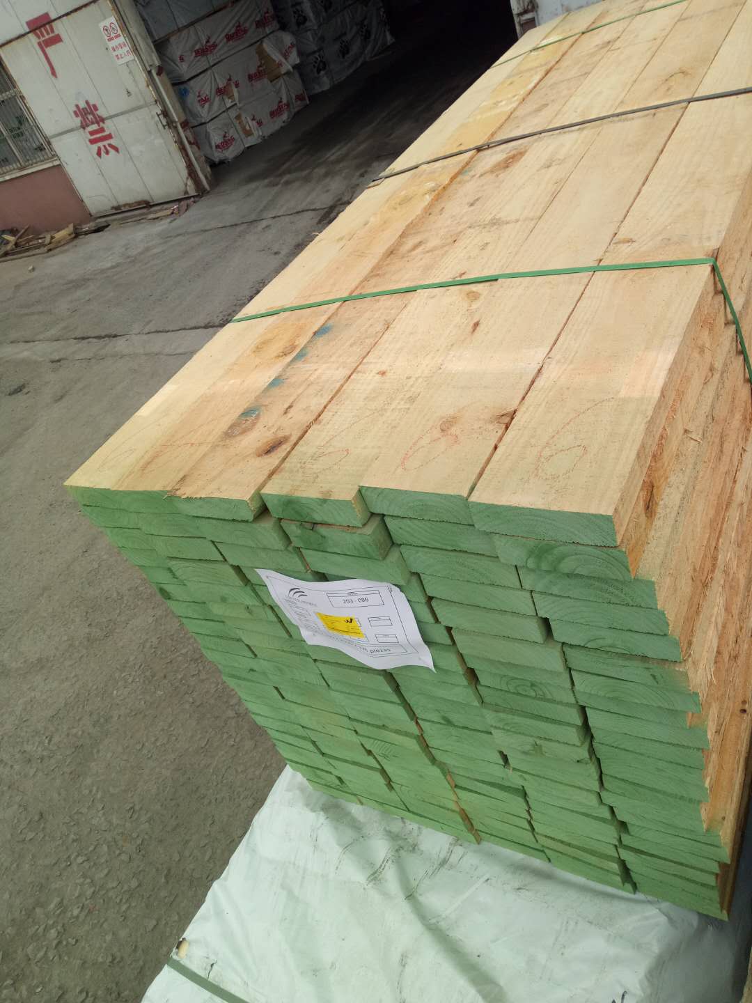 智利辐射松