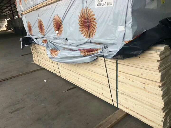 欧洲云杉