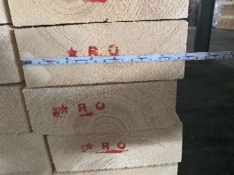 红十月云杉
